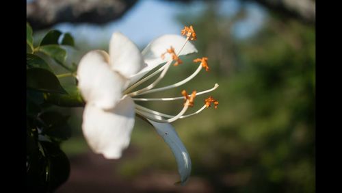 Close-up of white flowers