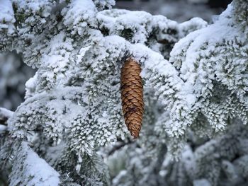 Close-up of pinecone in winter