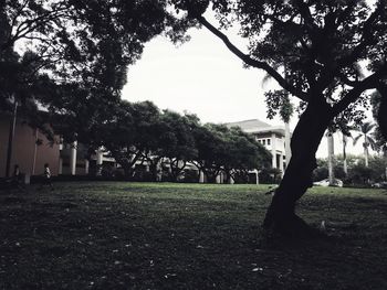 Trees in park