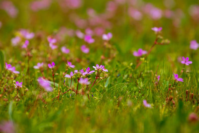 Close-up of purple flowering plants on field