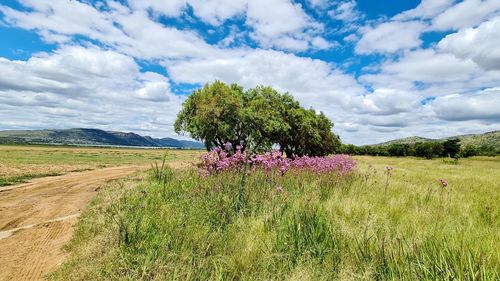 Scenic view of flowering plants on field against sky