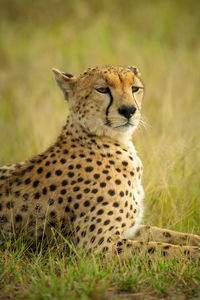 Close-up of cheetah lying with head turned