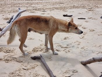 High angle view of dogs on sand