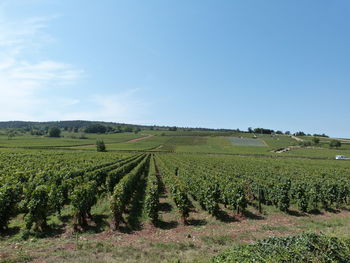 Scenic view of vineyard against sky