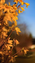 Close-up of yellow flowering plant against sky