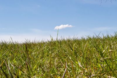 Crops growing on field against sky