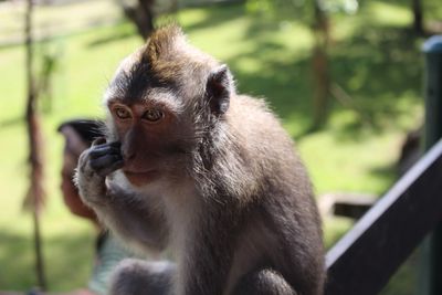 Close-up of monkey sitting outdoors