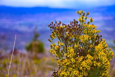 Close-up of yellow flowering plant on field