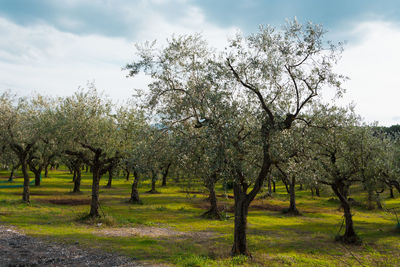 Trees on field against sky