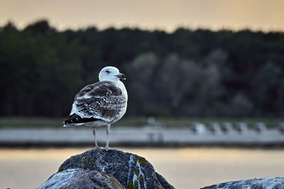 Close-up of seagull perching on rock