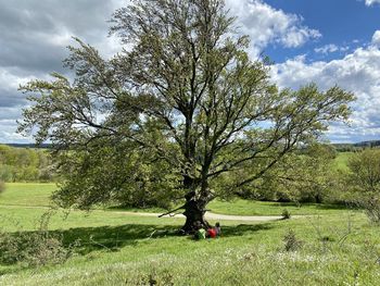 Trees on field against sky