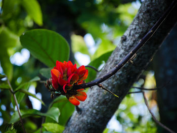 Close-up of red flower blooming on tree