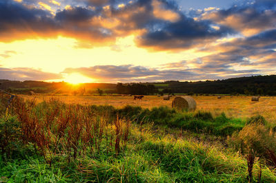 Scenic view of field against dramatic sky during sunset