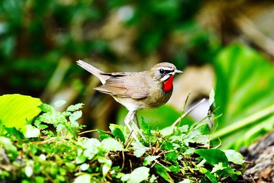 Close-up of bird perching on plant