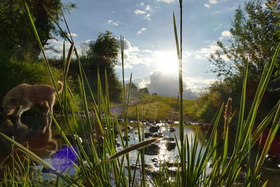 Sheep on grass by lake against sky