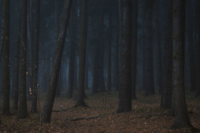 Scenic view of forest