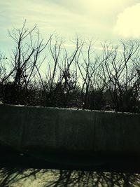 Close-up of silhouette trees against sky