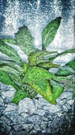 Close-up of leaf in water