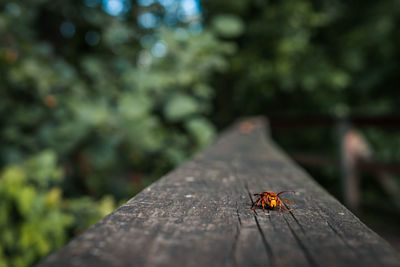 Close-up of wasp on wooden fence