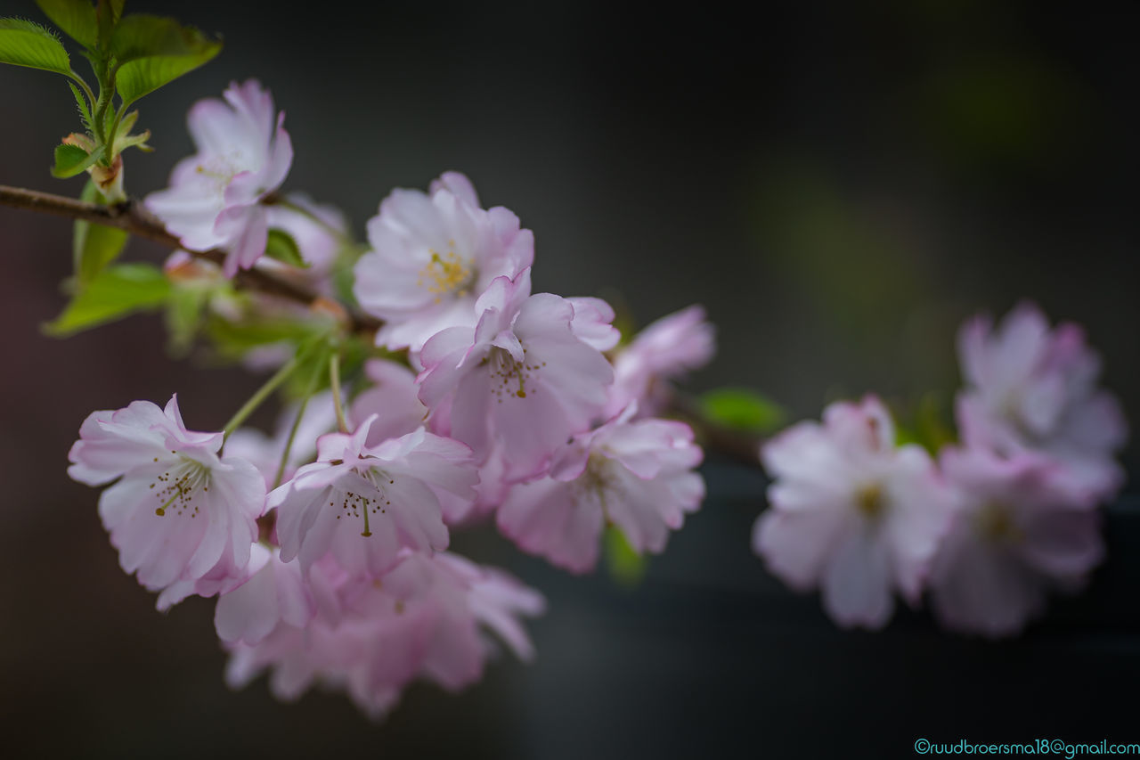 flower, flowering plant, plant, beauty in nature, fragility, freshness, vulnerability, growth, petal, pink color, flower head, inflorescence, close-up, nature, selective focus, no people, springtime, day, blossom, outdoors, pollen, cherry blossom, cherry tree