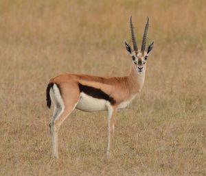 Portrait of horse standing on field