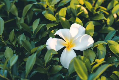 Close-up of white flowering plants