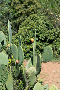 Close-up of cactus growing on field