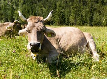 Grass grazing on grassy field