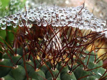 Close-up of plant against blurred background