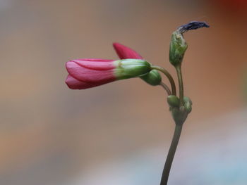 Close-up of pink flower buds