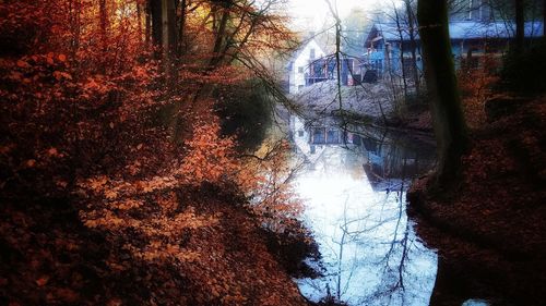 Trees in forest during autumn