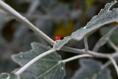 Close-up of ladybug on leaf