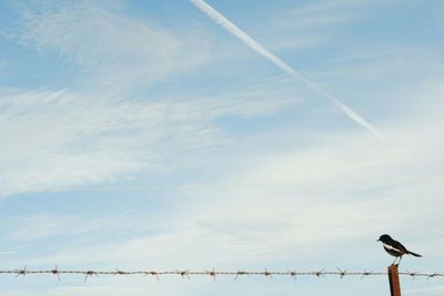 Low angle view of birds perching on vapor trail