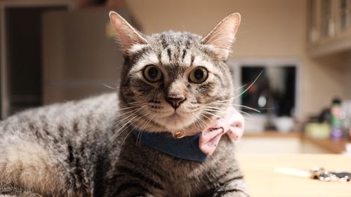 Close-up portrait of tabby cat