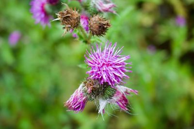Close-up of pink thistle flower