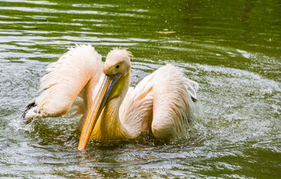 View of two ducks in lake