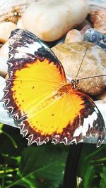 Close-up of insect on leaf