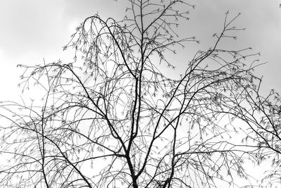 Low angle view of bare tree against sky