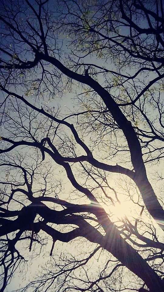 bare tree, branch, tree, tranquility, silhouette, low angle view, sky, nature, beauty in nature, scenics, tranquil scene, sunset, tree trunk, outdoors, clear sky, no people, sunlight, dusk, non-urban scene, idyllic