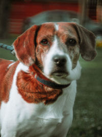 Close-up portrait of dog