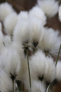 Close-up of white flower