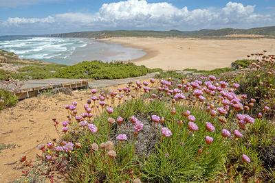 Purple flowering plants by sea against sky