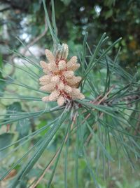 Close-up of flowering plant