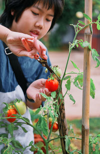 A boy picking ripe tomatoes in homegrown garden