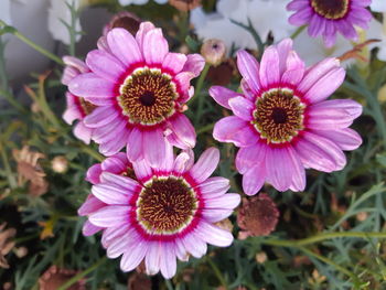 Close-up of pink flower in park