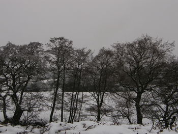 Trees on snow field against clear sky