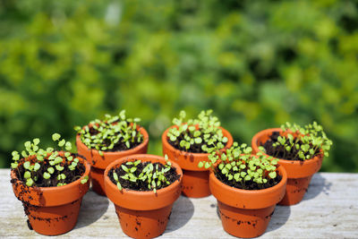 Close-up of potted plants in greenhouse