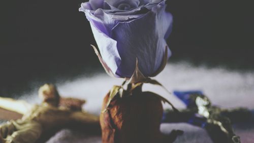 Close-up of flower against blurred background