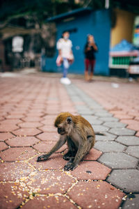 Urban monkey