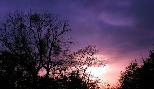 Low angle view of silhouette trees against sky during sunset